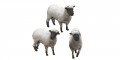 eph_animal_sheep.zip